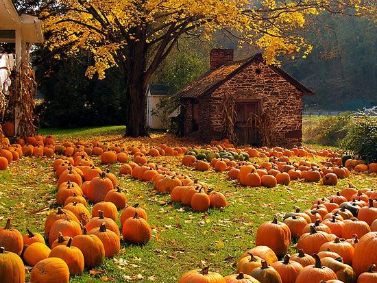 Pumpkin Patch
