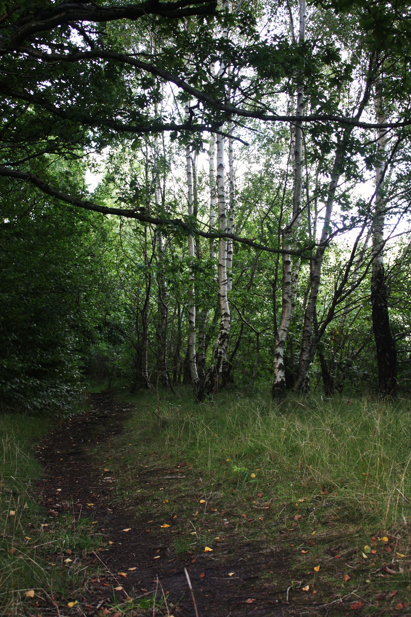 A walk, on Saturday.