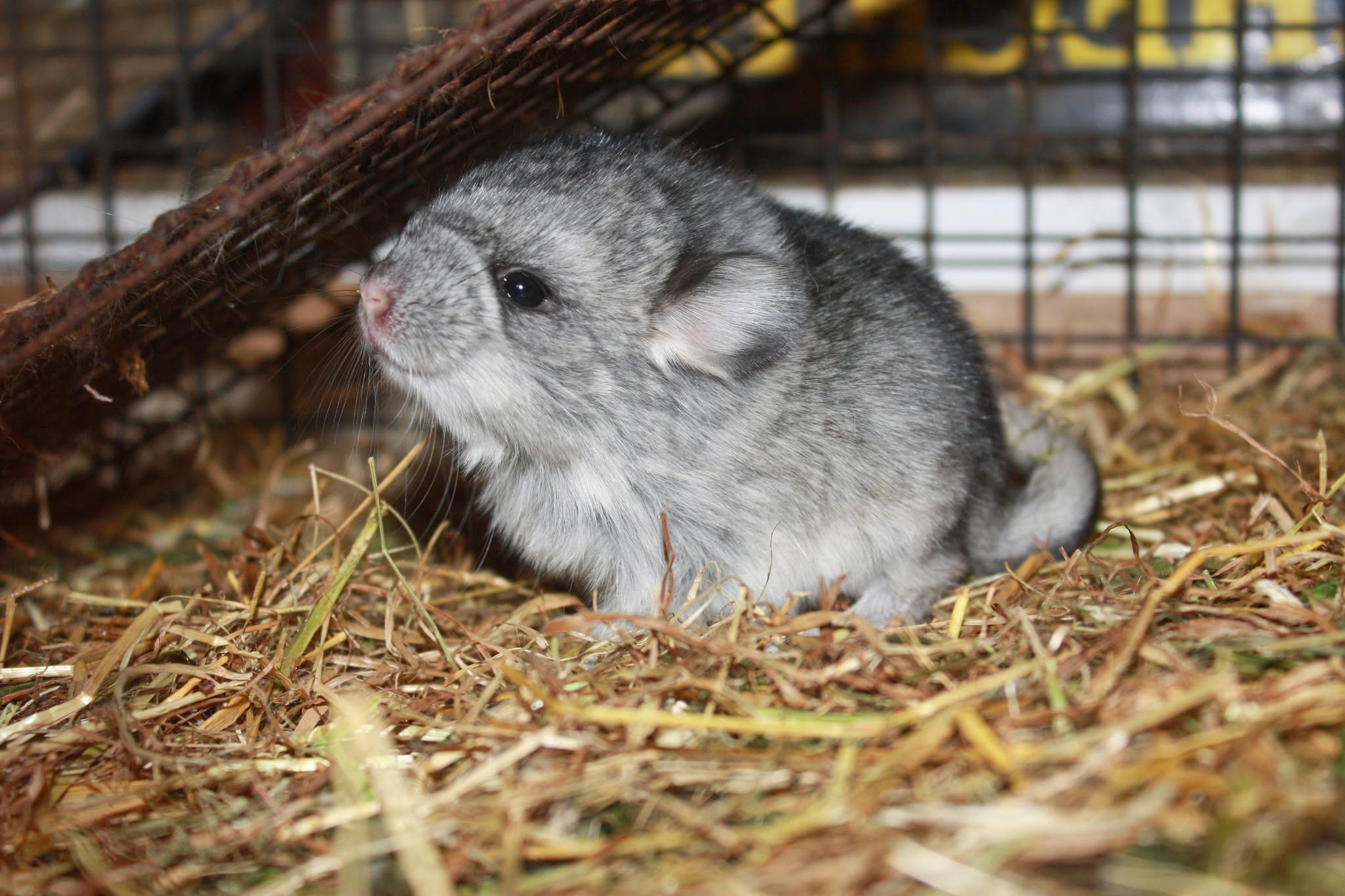 Welcome to the family.